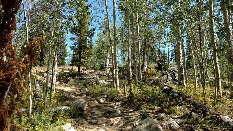 Very pretty, thinning woods, as Scab Creek Trail climbs.