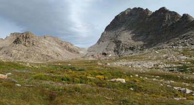 Summer wildflowers in alpine meadows, with Photo Pass (center) on the Continental Divide, in the distance.