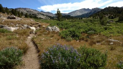 Summer wildflowers - lupine, along Middle Fork Lake Trail in the high country.