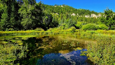 Roughlock Falls Trail