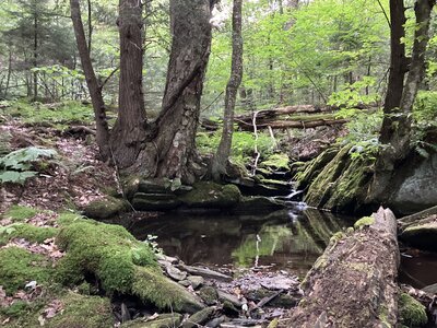 A small pool along the trail.