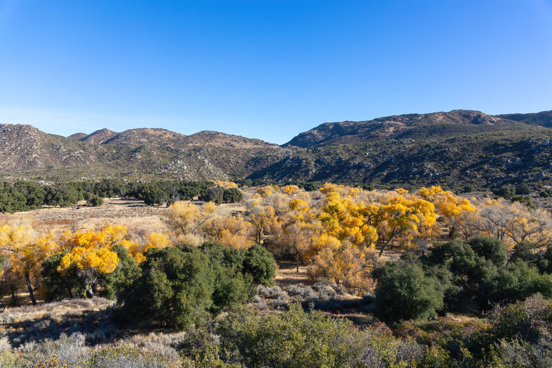 Cottonwood foliage on the way to Kitchen Creek.