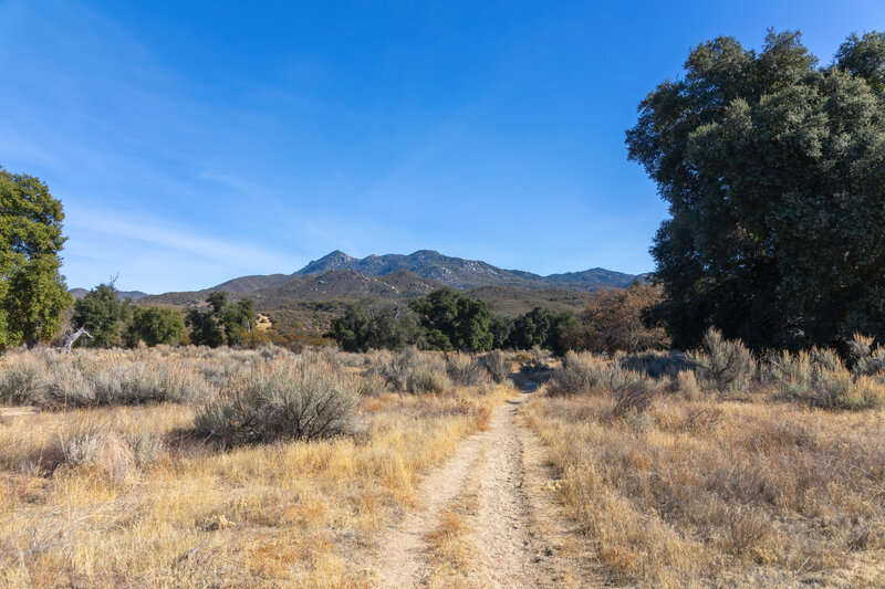 Hiking along Agua Caliente Creek.