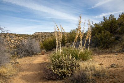 More teddy bear cholla just past Coyote Canyon Road.