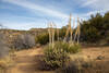 More teddy bear cholla just past Coyote Canyon Road.