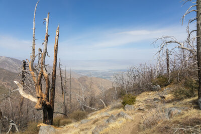 Trees burned during the 2013 Mountain Fire.