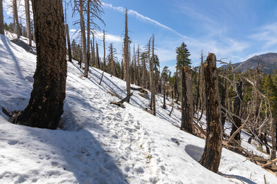 Snow on the north side of Tahquitz Peak.