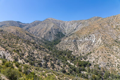 Trees up a side canyon of North Fork Mission Creek.