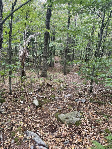 Very few blazes, but it's the only trail around and can be followed easily.