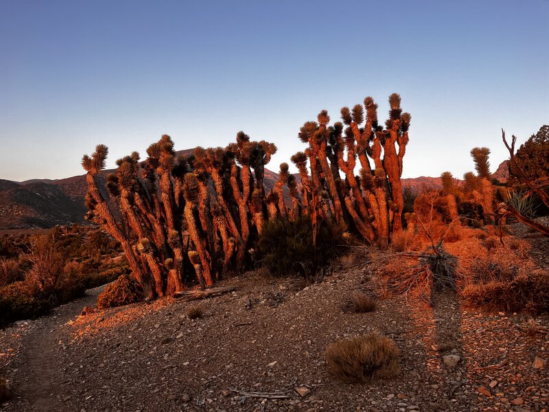 0.5 miles in on Lower Showgirl