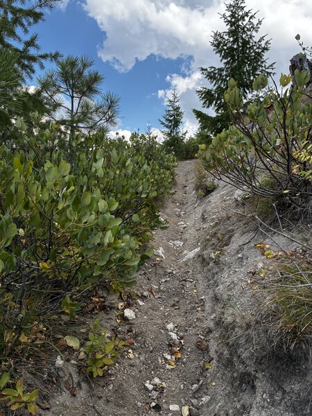 Trail is steep and gouged out in sections.