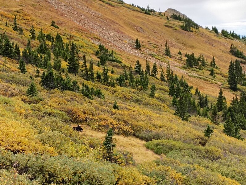 A seated bull moose just off the CDT, looking down near Devil's Thumb Pass (Junco Lake Loop).
