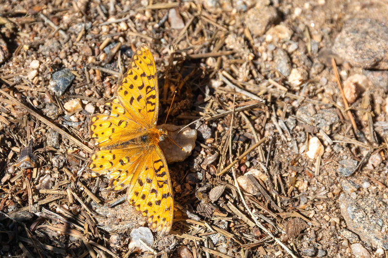 A Mormon Fritillary along Cow Creek Trail.