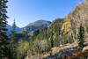 Yellow aspen trees along Emerald Lake Trail with Thatchtop in the distance.