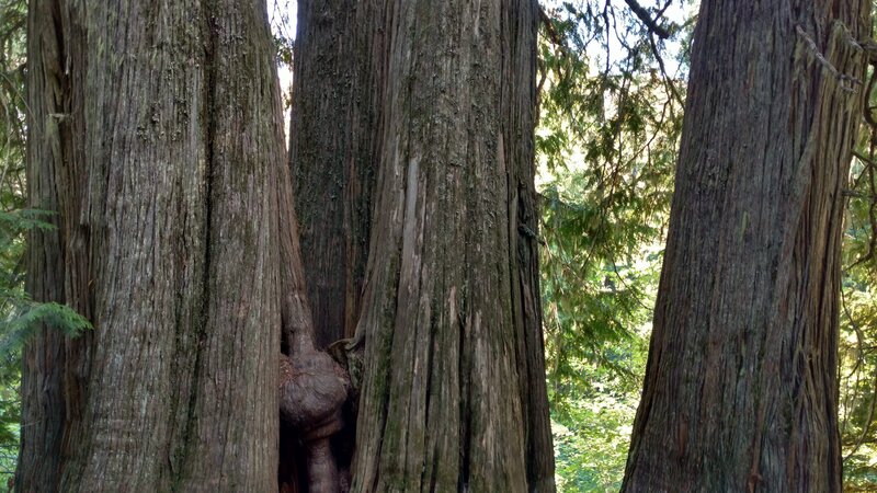Four huge, old growth cedars clustered together along the trail.