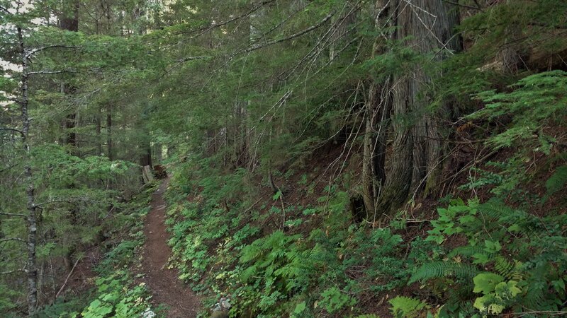 Traversing the steep mountain side on switchbacks, the trail picks it way down through the thick vegetation and tall trees in this old growth, temperate rain forest.