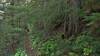 Traversing the steep mountain side on switchbacks, the trail picks it way down through the thick vegetation and tall trees in this old growth, temperate rain forest.