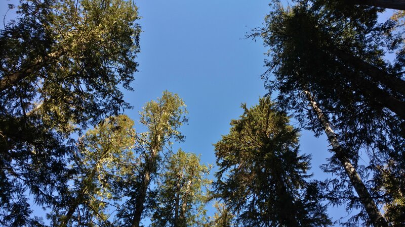 The forest canopy of cedars on a perfect September day.