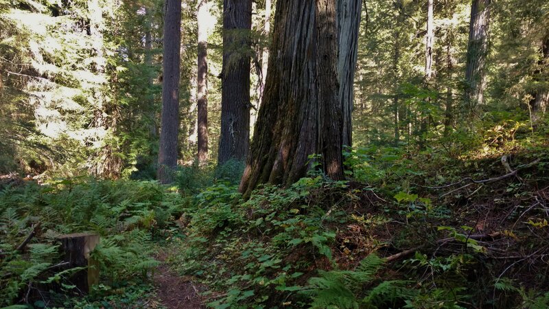 Lush ferns and giant, old growth cedars in the Upper Priest River valley.