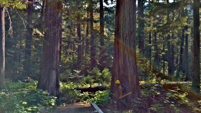 Trail crew member dwarfed by the size of the old growth cedars in the Upper Priest River valley.