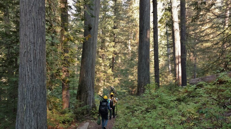 The beautiful, old growth cedar forests are a pleasure to visit.  Thank you trail crews!