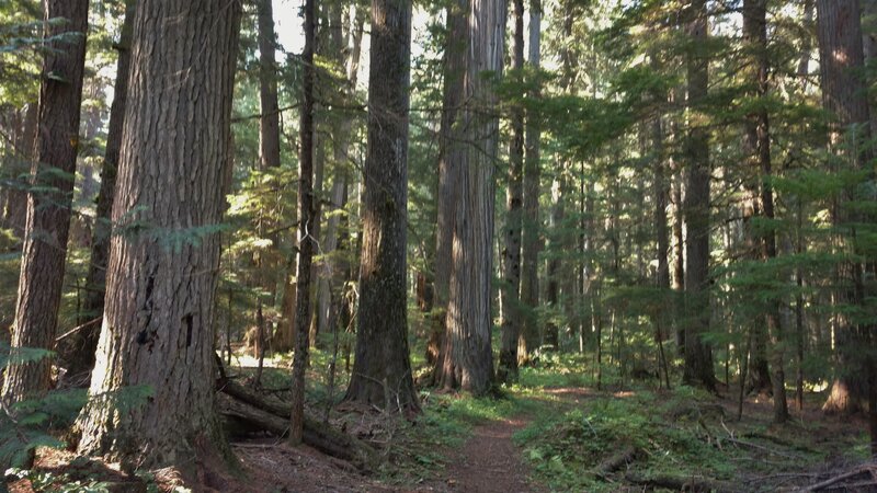 Old growth forest - huge cedars, hemlocks, yews, etc in the Upper Priest River valley.