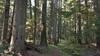Old growth forest - huge cedars, hemlocks, yews, etc in the Upper Priest River valley.