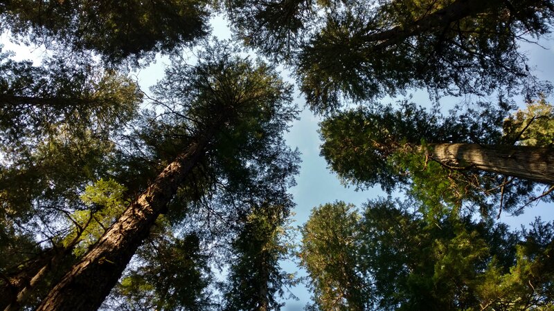 Dense forest canopy of giant cedars and hemlocks on a perfect blue sky September morning.