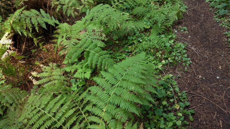 Maidenhair ferns and other types of ferns abound in the temporate rainforest of the Upper Priest River valley.