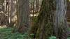 Six big, old cedars in a row along the trail.  Looks like the front one is oldest with all that moss...