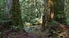 Rock creek crossing ahead, after we pass these two beautiful, big old cedars.