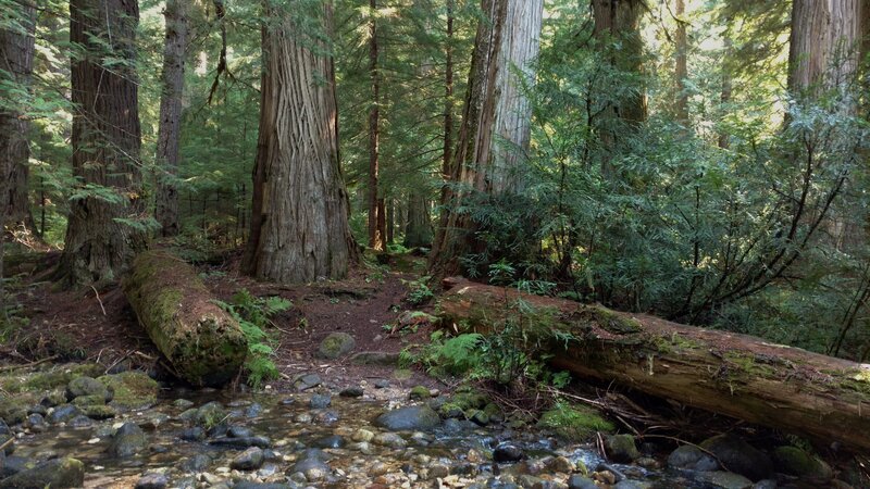 Rock Creek amid all the giant cedars reaching for the sky, and a few old fallen ones.