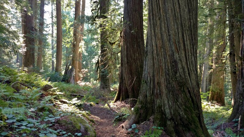 Just the pretty, sunlit old growth inland temporate rainforest of the Upper Priest River valley with its huge cedars and ferns, in September.