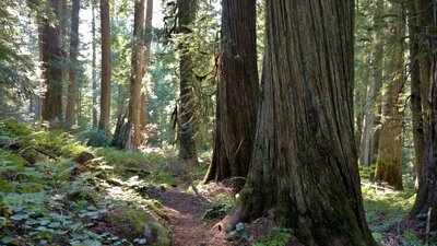 Just the pretty, sunlit old growth inland temporate rainforest of the Upper Priest River valley with its huge cedars and ferns, in September.