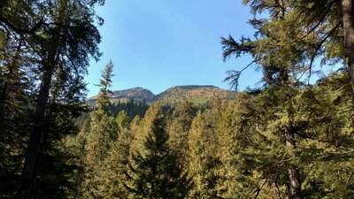 The Shedroof Divide on the far side of the Upper Priest River valley, is seen looking up, in a rare, small opening in the trees.