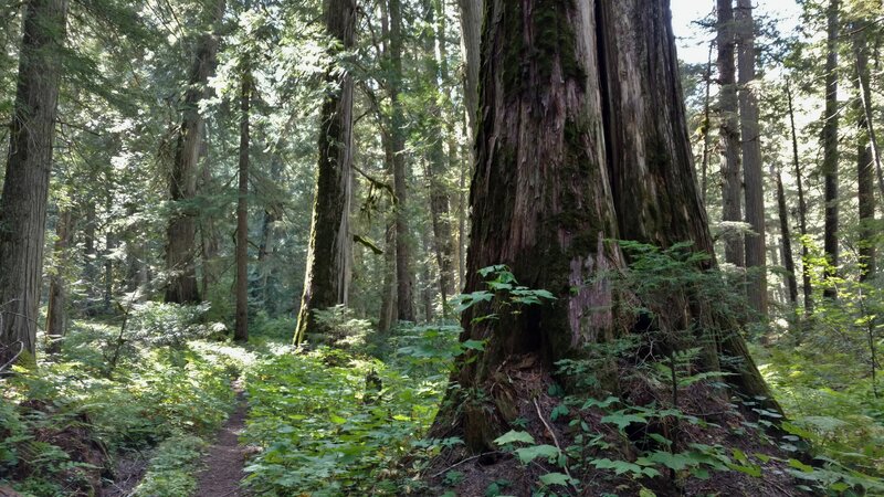 Upper Priest River Trail runs through the pretty old growth forest of big cedars, hemlocks, ferns, and more lush vegetation, on a sunny September day.