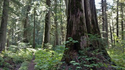 Upper Priest River Trail runs through the pretty old growth forest of big cedars, hemlocks, ferns, and more lush vegetation, on a sunny September day.