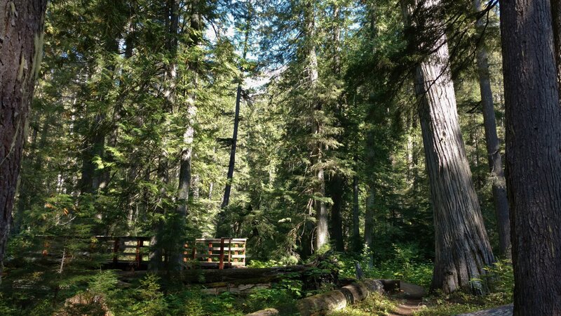 Bridge over Malcom Creek in the dense forest of the Upper Priest River valley.