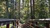 Crossing the sturdy Malcom Creek bridge in the old growth forest with its abundance of giant western red cedars.