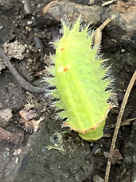 Spiny Slug-Moth Caterpillar (watch out for the stinging hairs).