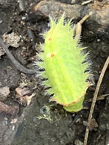 Spiny Slug-Moth Caterpillar (watch out for the stinging hairs).
