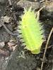 Spiny Slug-Moth Caterpillar (watch out for the stinging hairs).