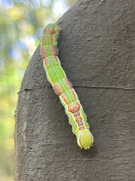 Prominent Moth Caterpillar.