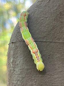 Prominent Moth Caterpillar.