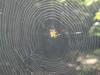 Tiny orb-weaver, spinning its web.