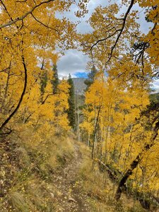 Trail above Texas Creek Valley.