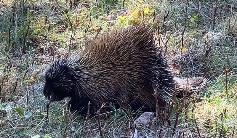A Porcupine getting ready for the winter.