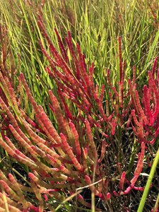 Glasswort along the edge of the salt marsh.