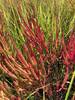 Glasswort along the edge of the salt marsh.