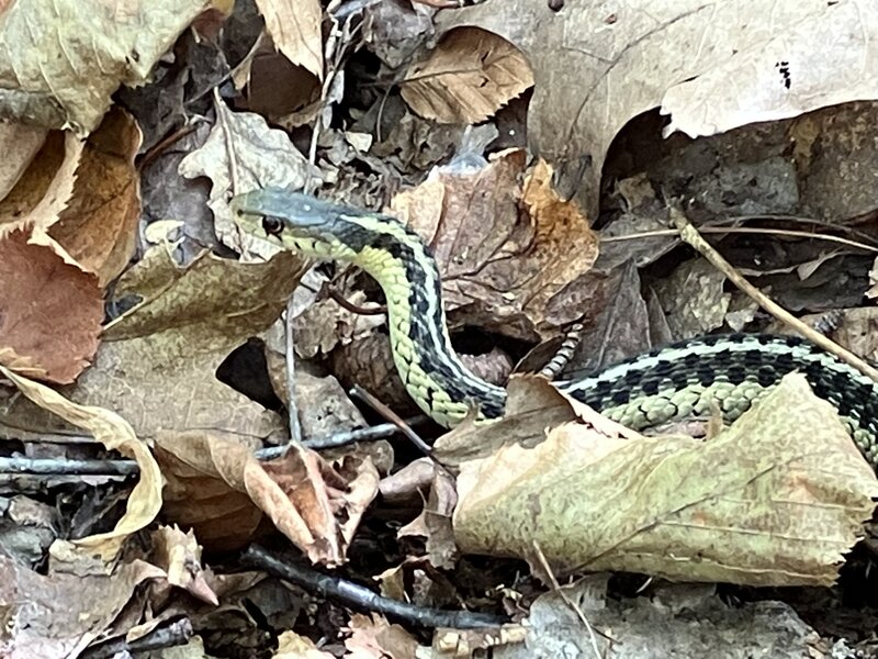 Eastern Garter Snake.